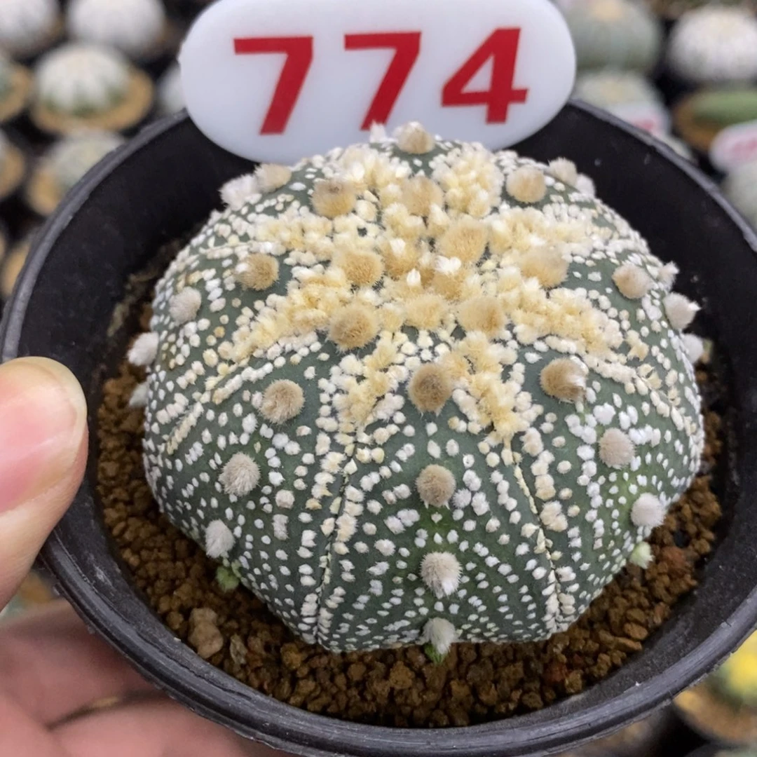 774海星目玉花园兜