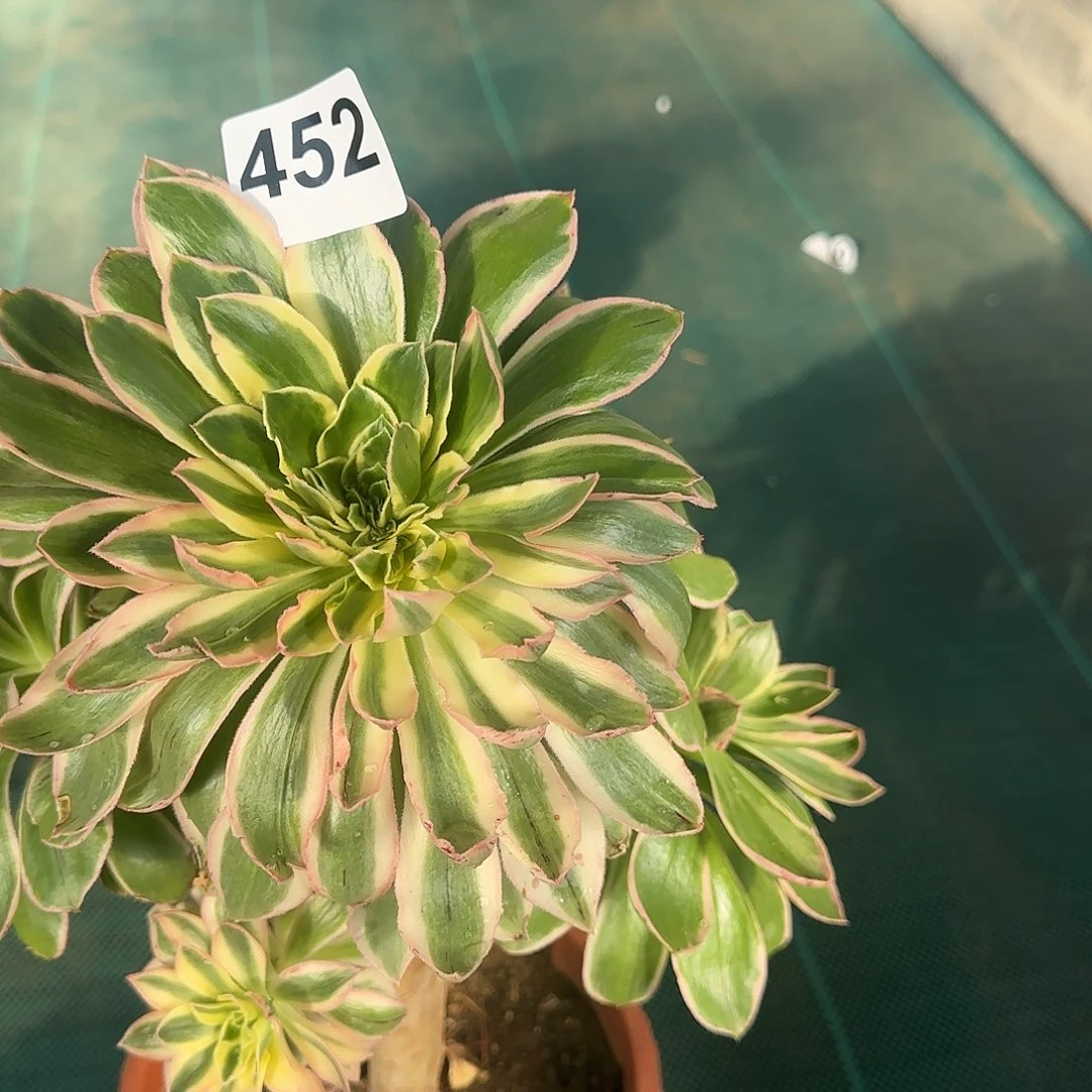 多肉植物大叶青莲452