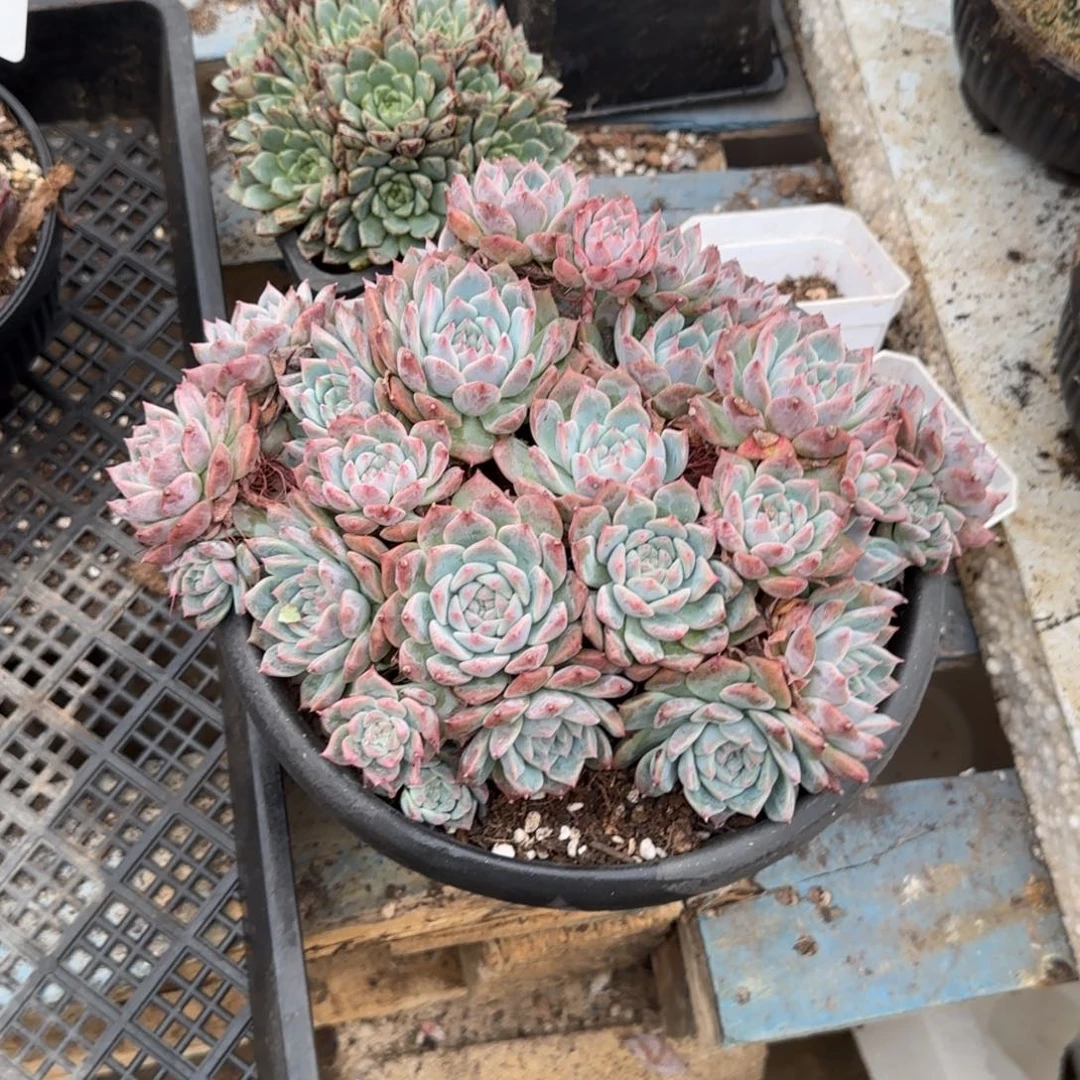 霜花惊鸿一物一拍包装收缩花旱