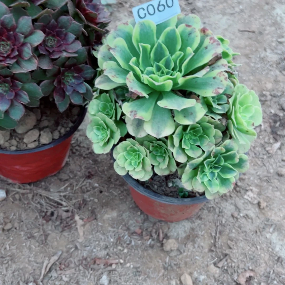 060绿豆沙多肉植物法师