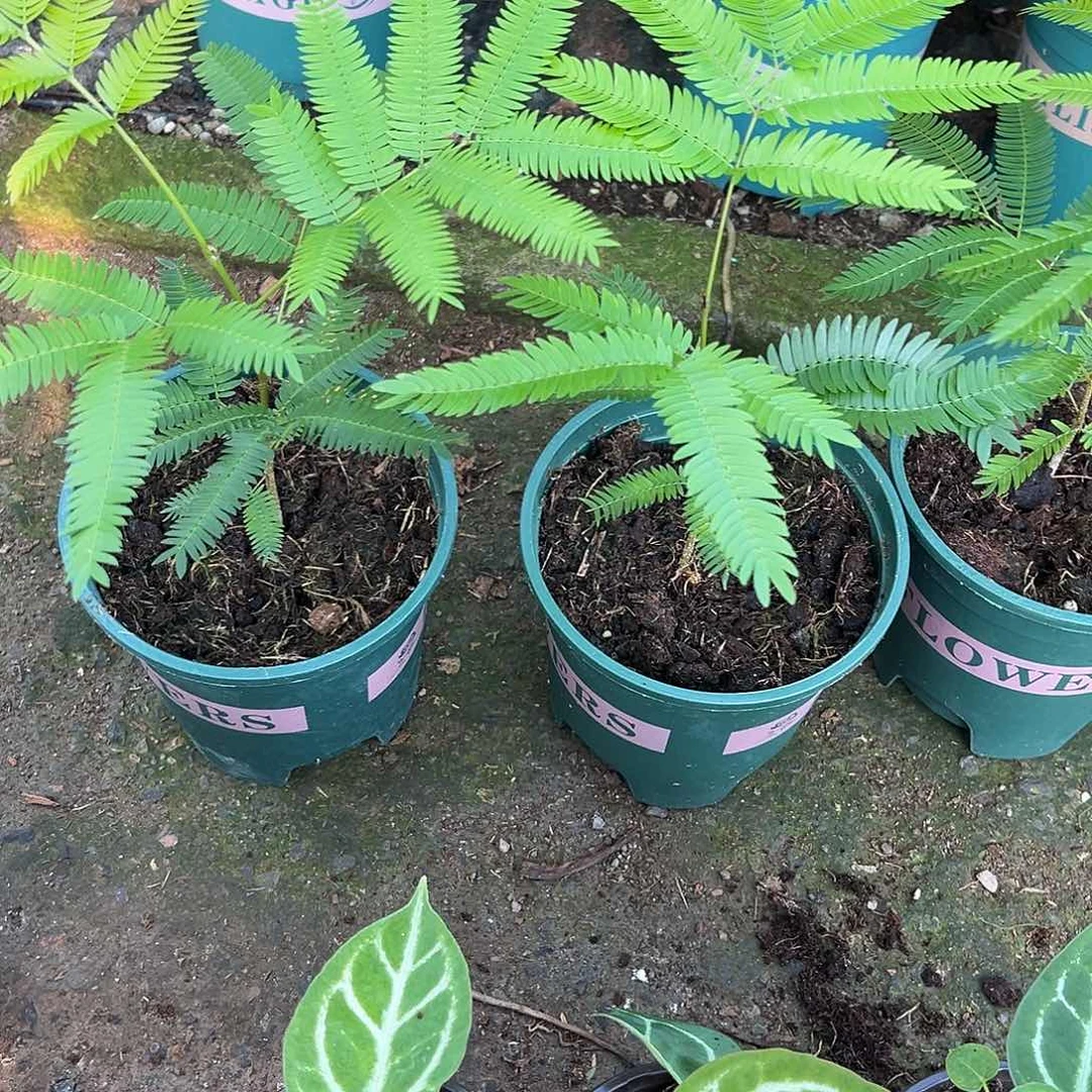 无花朵加仑盆猴子不售后