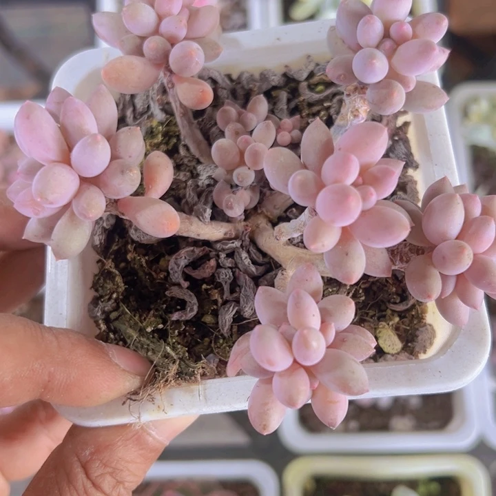 婴儿手指精品多肉植物