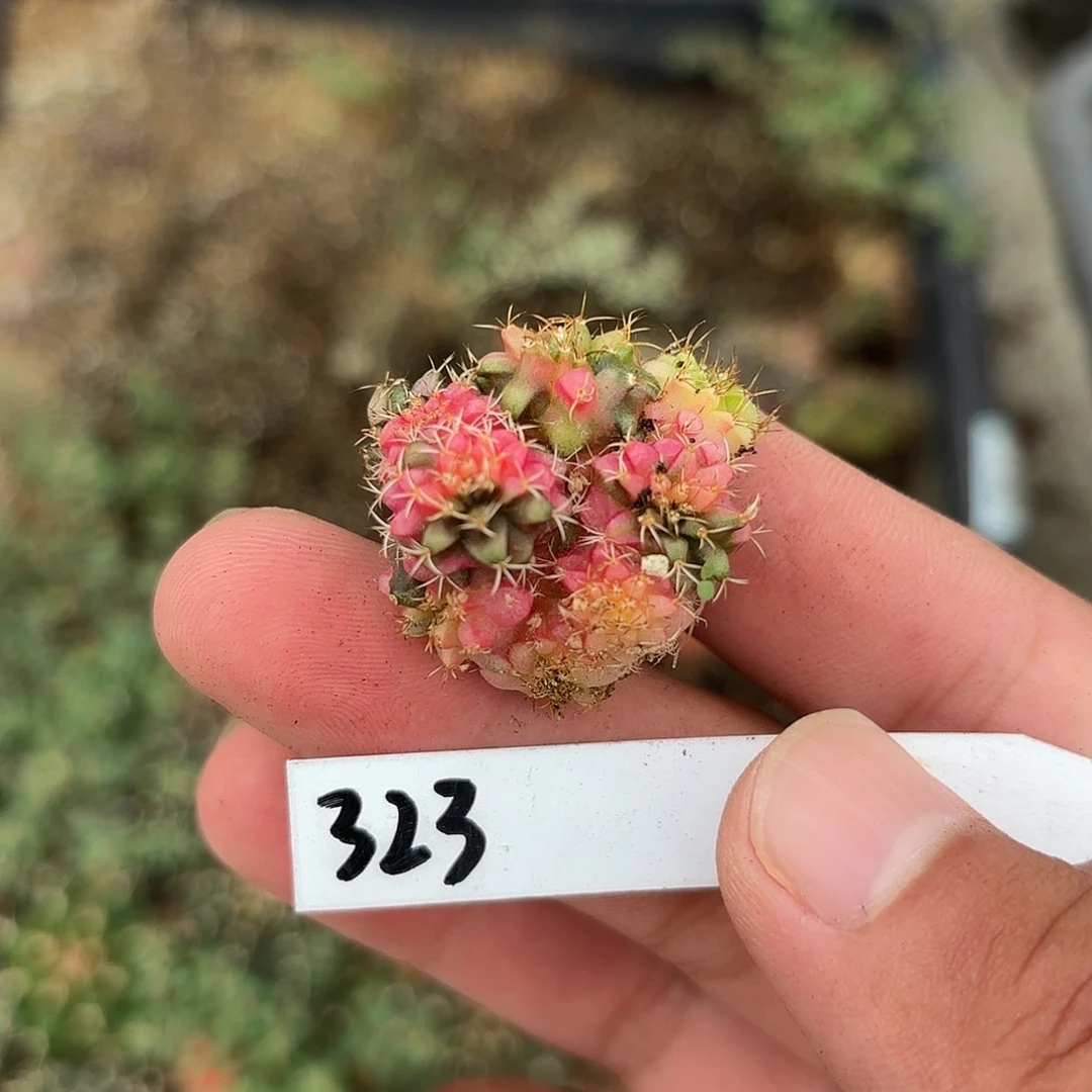 323-0619泰国发货多肉