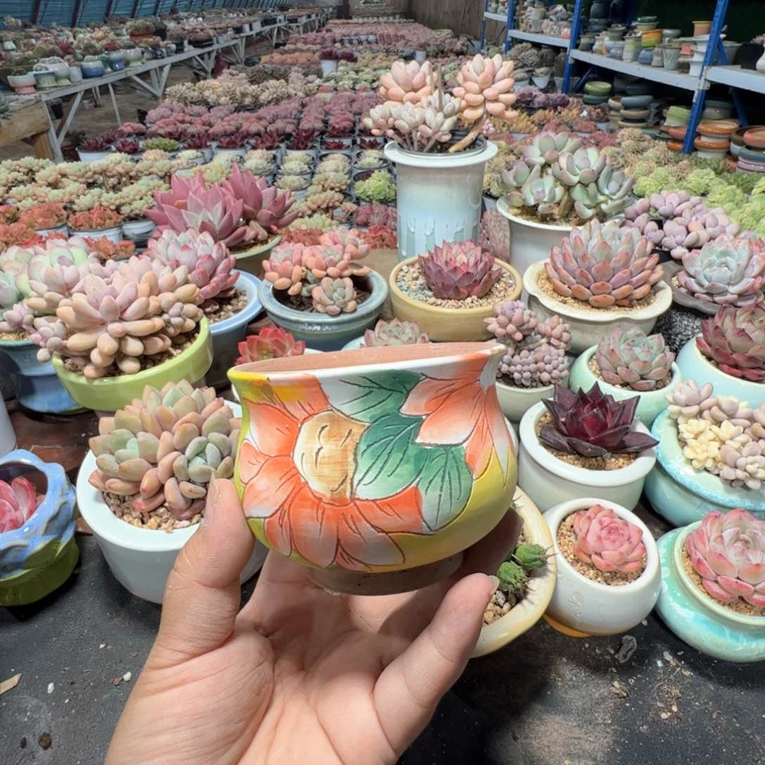 特价花盆凑满50发货 内口8.5