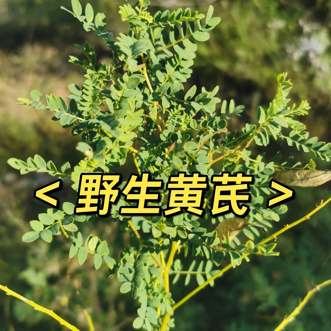 西藏波密野生黄芪下山货