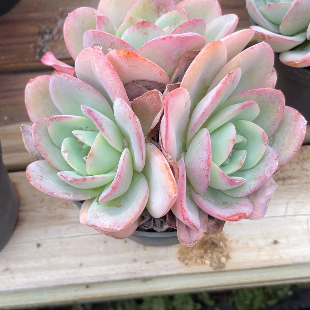 1102  布鲁兰  六月六