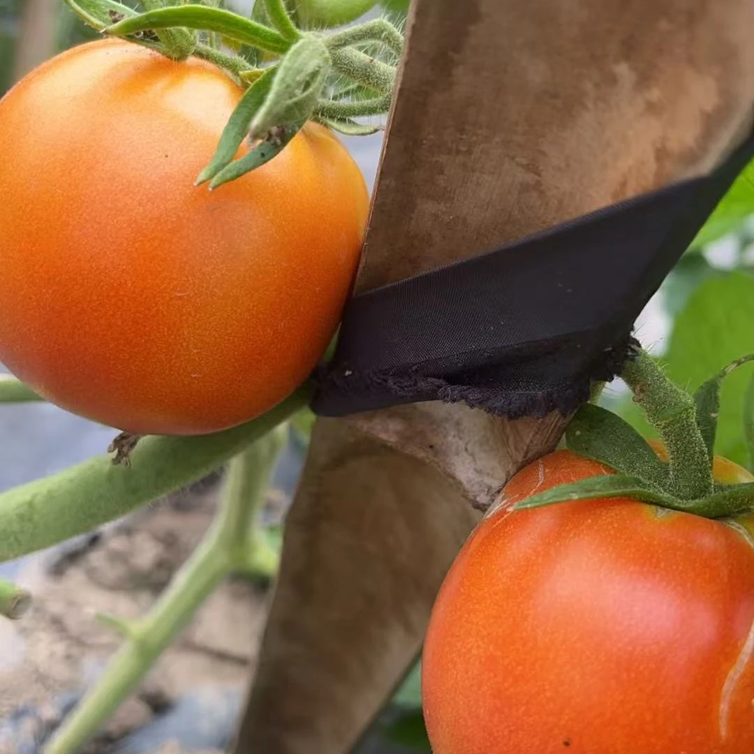 农家种植南京本西红柿沙瓤3斤·小时候的味道新鲜江苏省