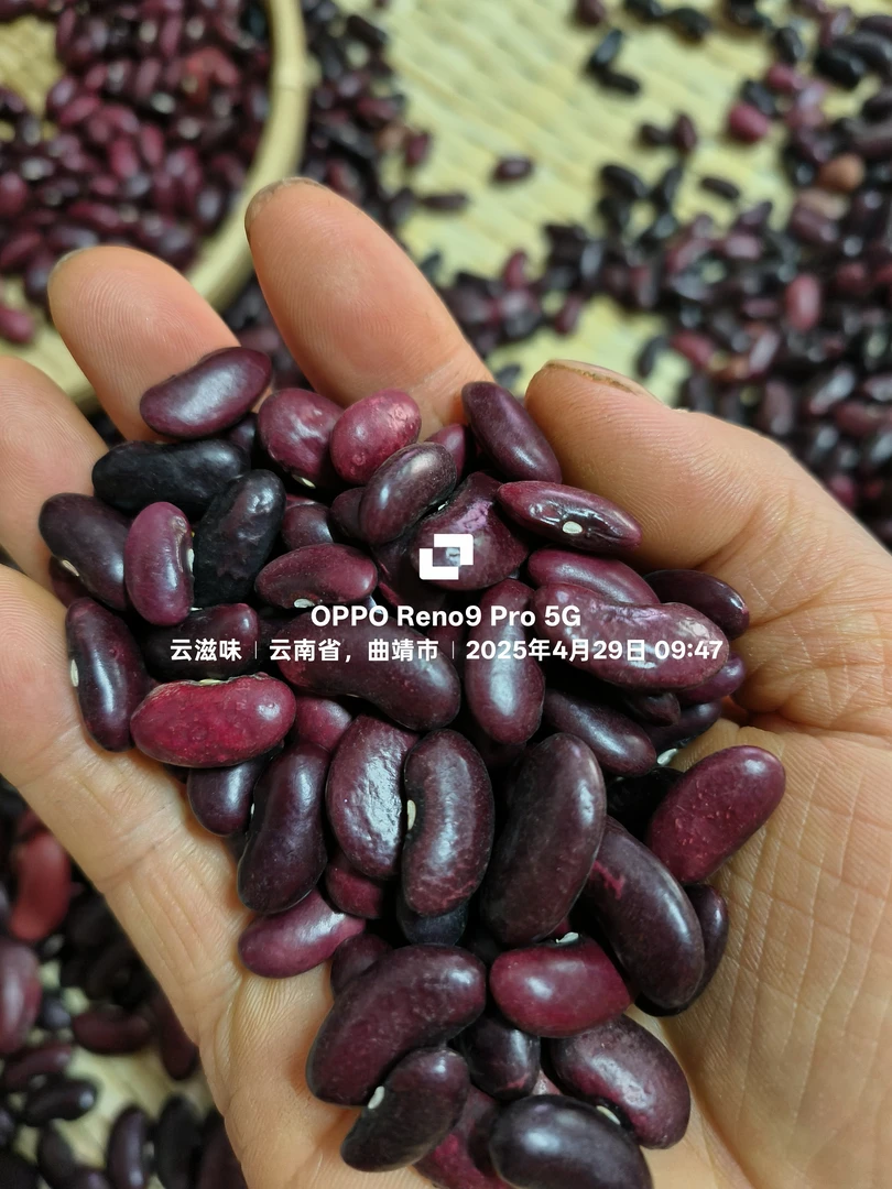 云南宣威本地红豆