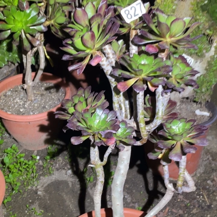 827号黑豆法师多肉植物