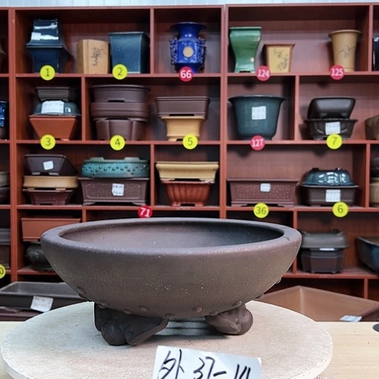 红陶3***4紫砂花盆里放的东西