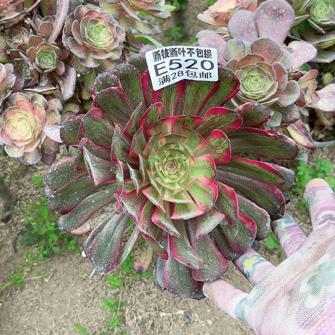 V. 520不知名多肉1。ba