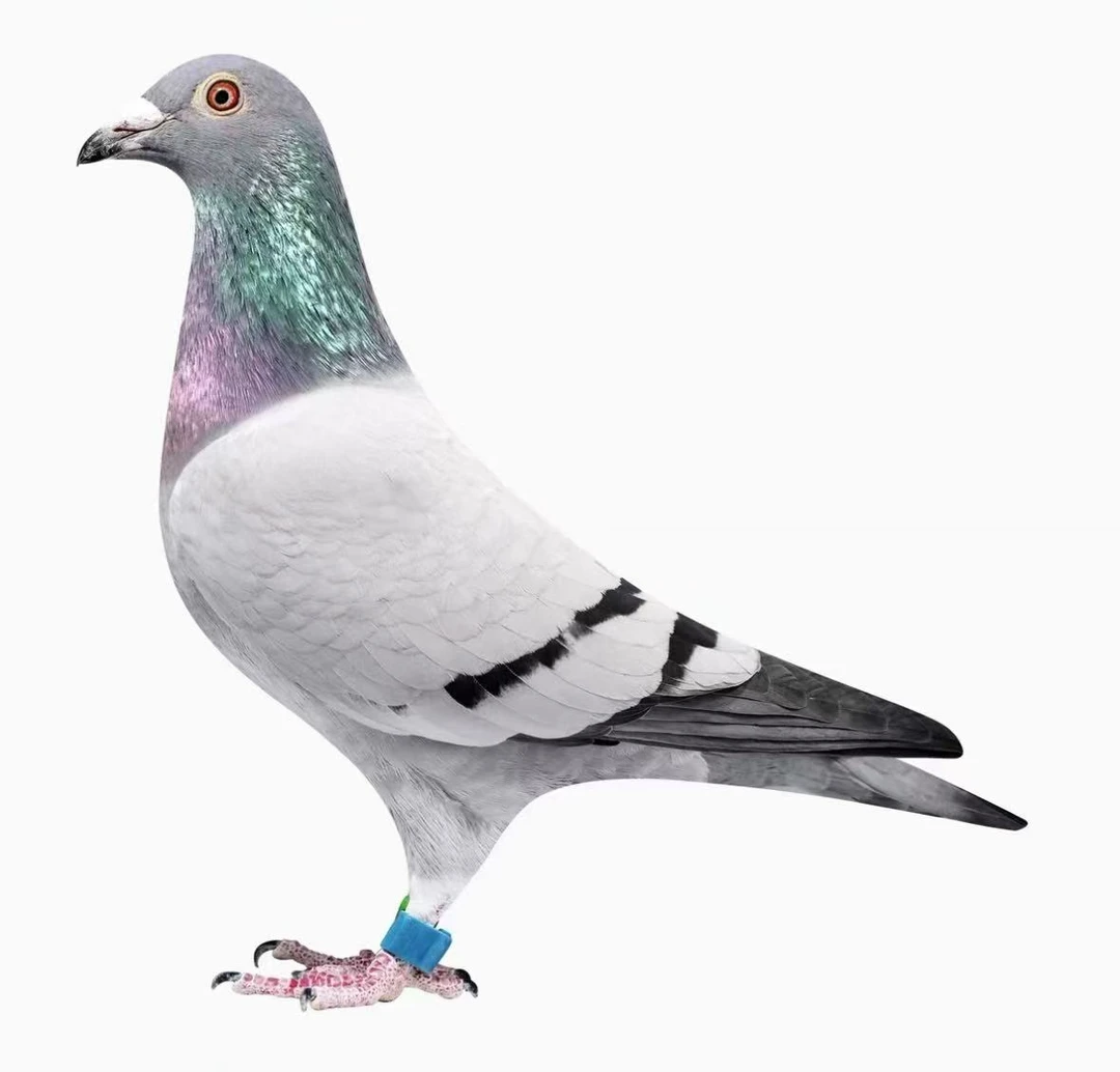 鸽子信鸽赛鸽种鸽幼鸽生鲜（直播专用链接）