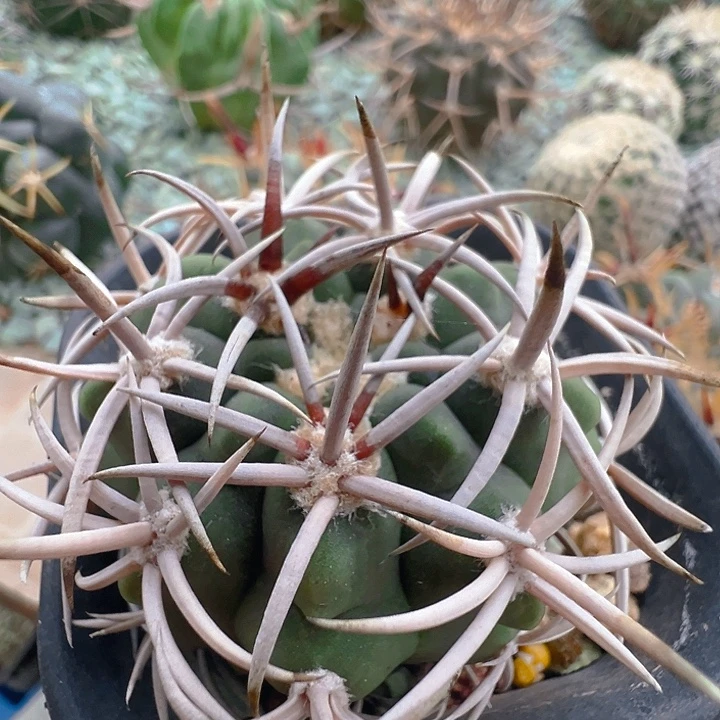 碧岩玉。实生。