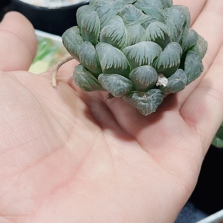特价处理雨露系列