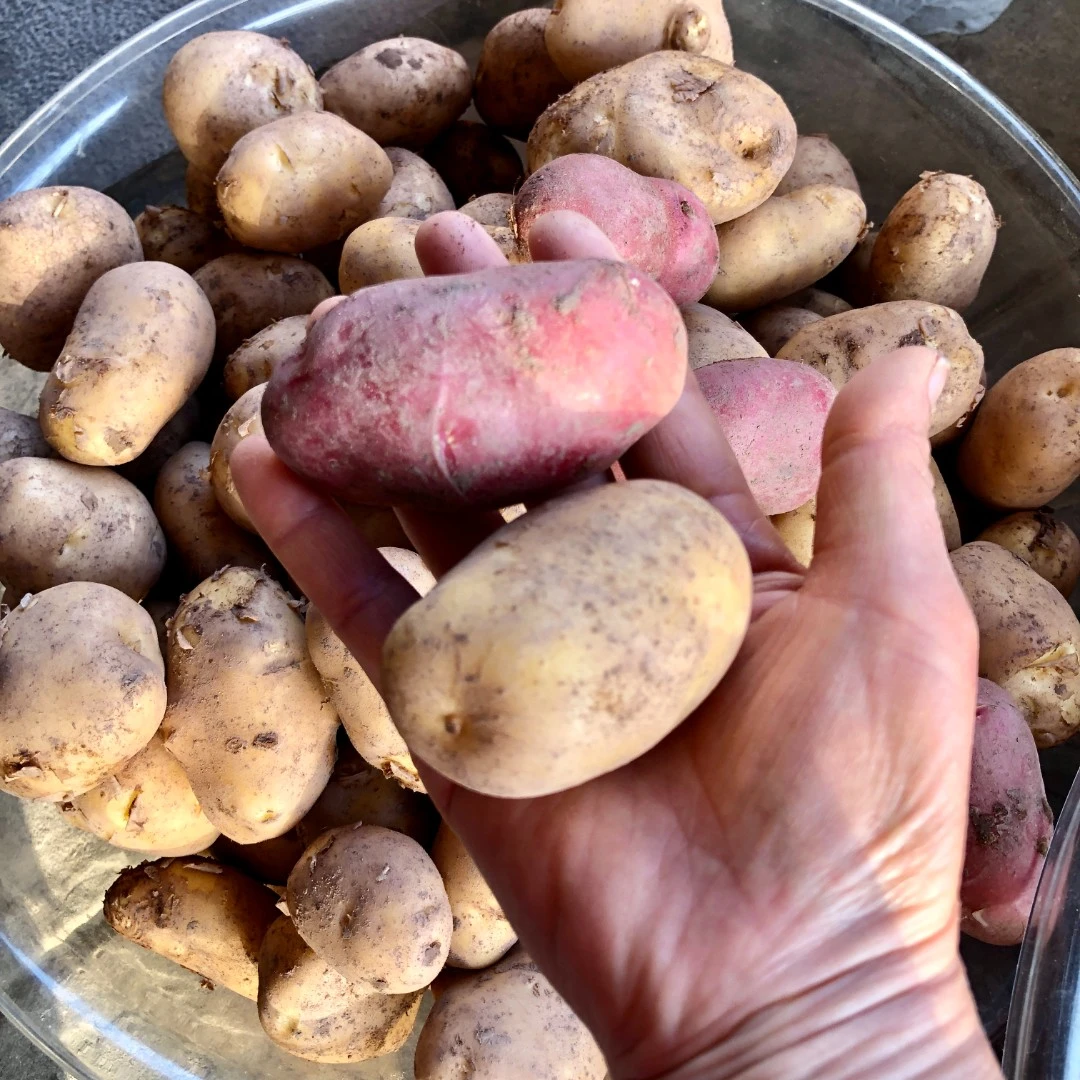 高山现挖新鲜土豆洋芋农家自种