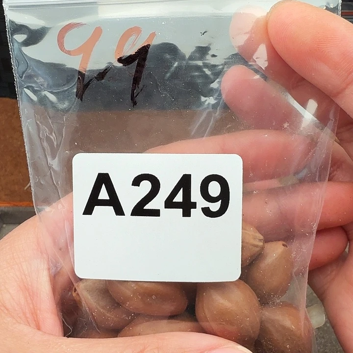 核桃手串/手链橄榄