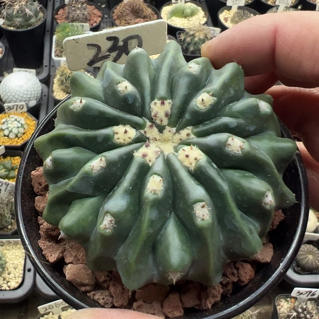 230无刺凌波实生仙人球