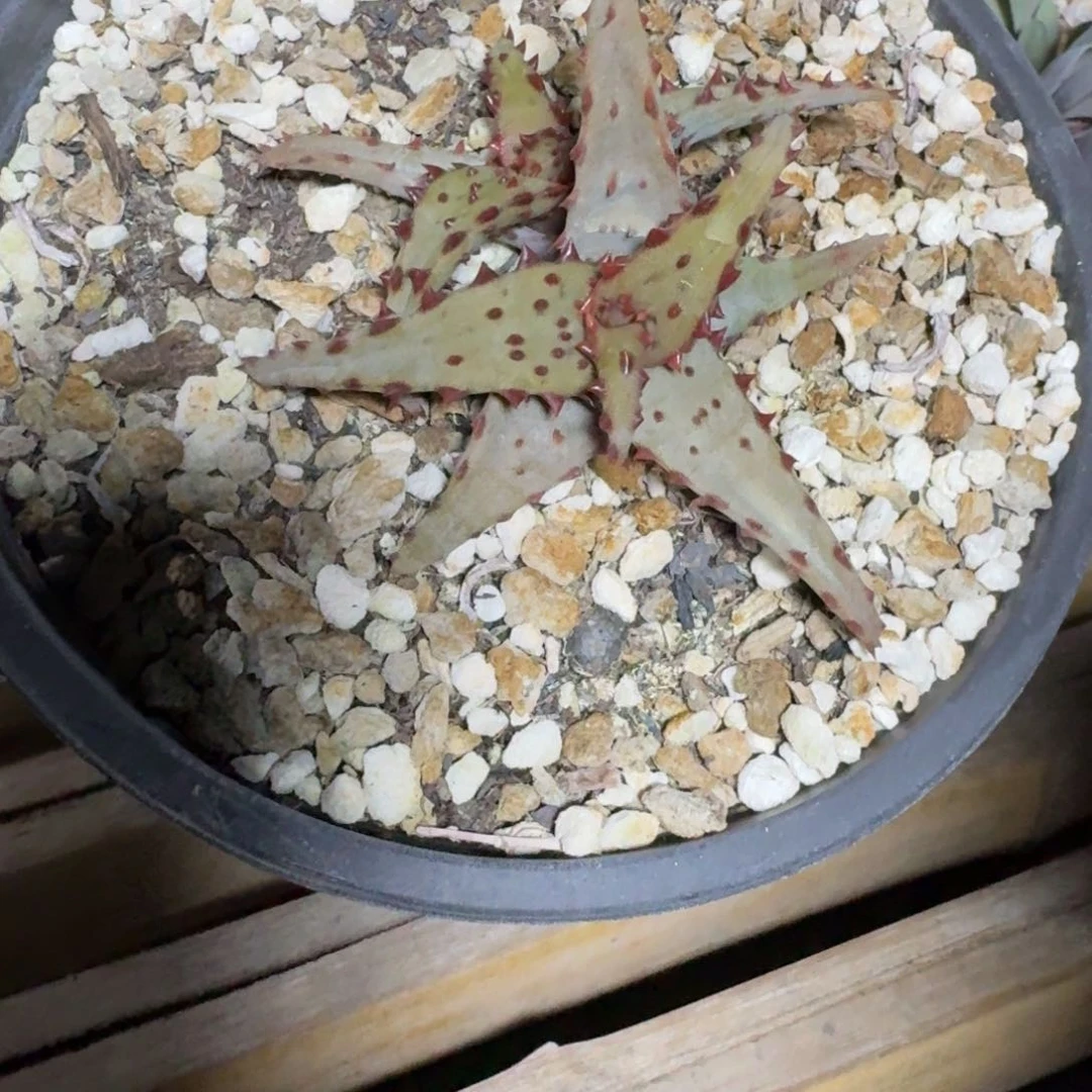 强刺卡萨帝芦荟多肉植物