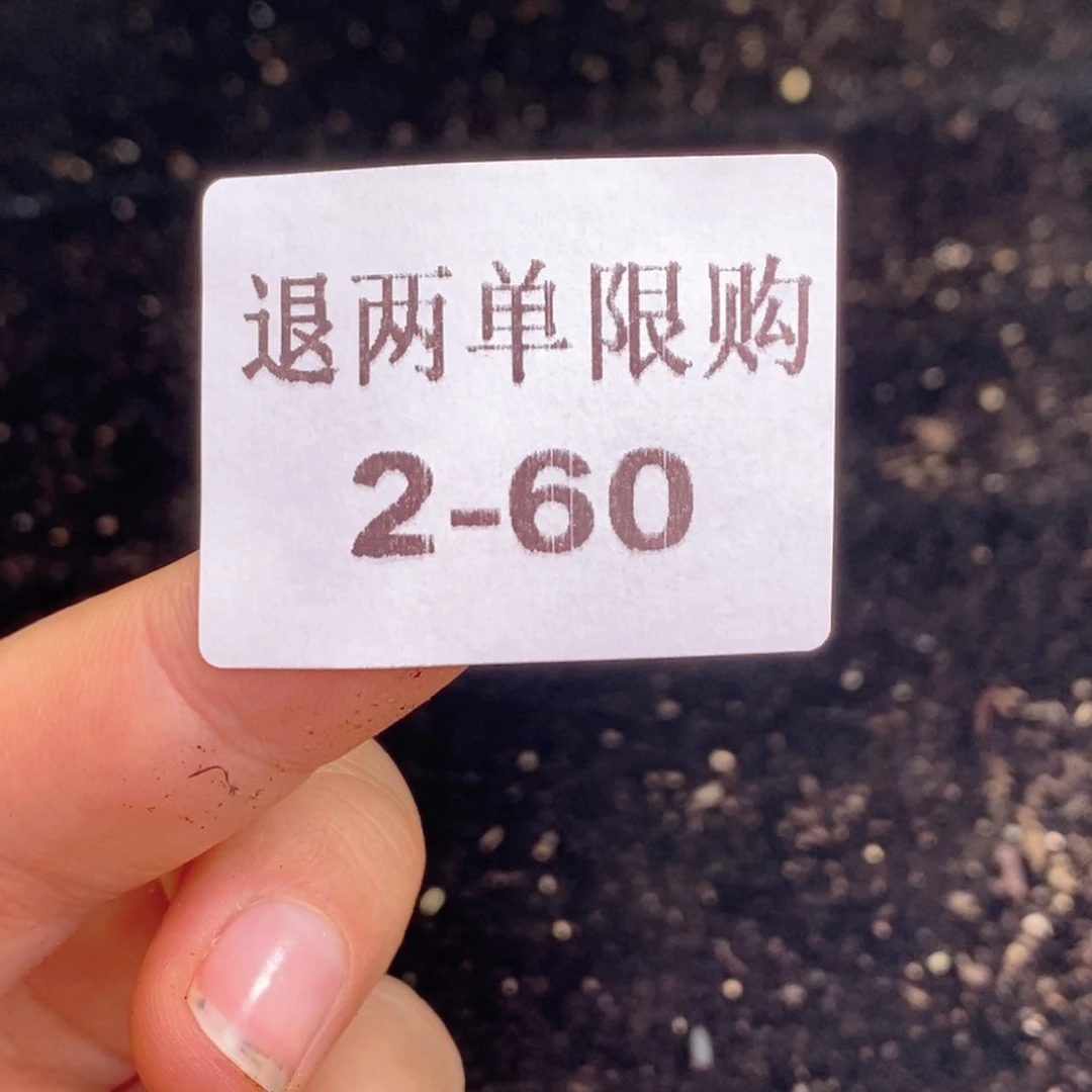 s****✨琼脂100颗小