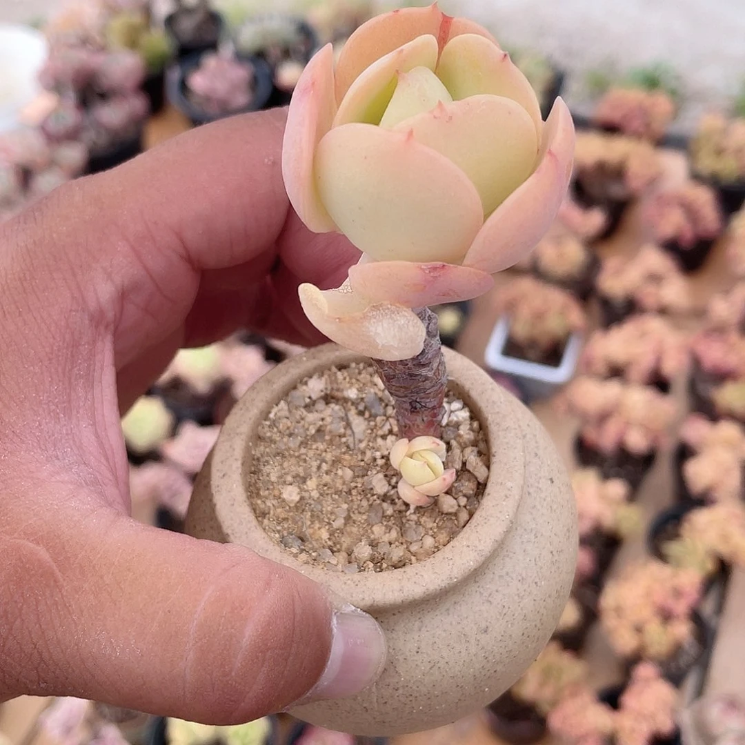 ?*儿0124 鸡蛋碧桃  六月六