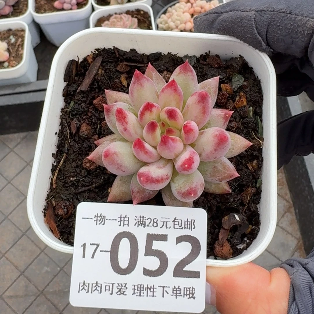 虞美人无盆土发货无
