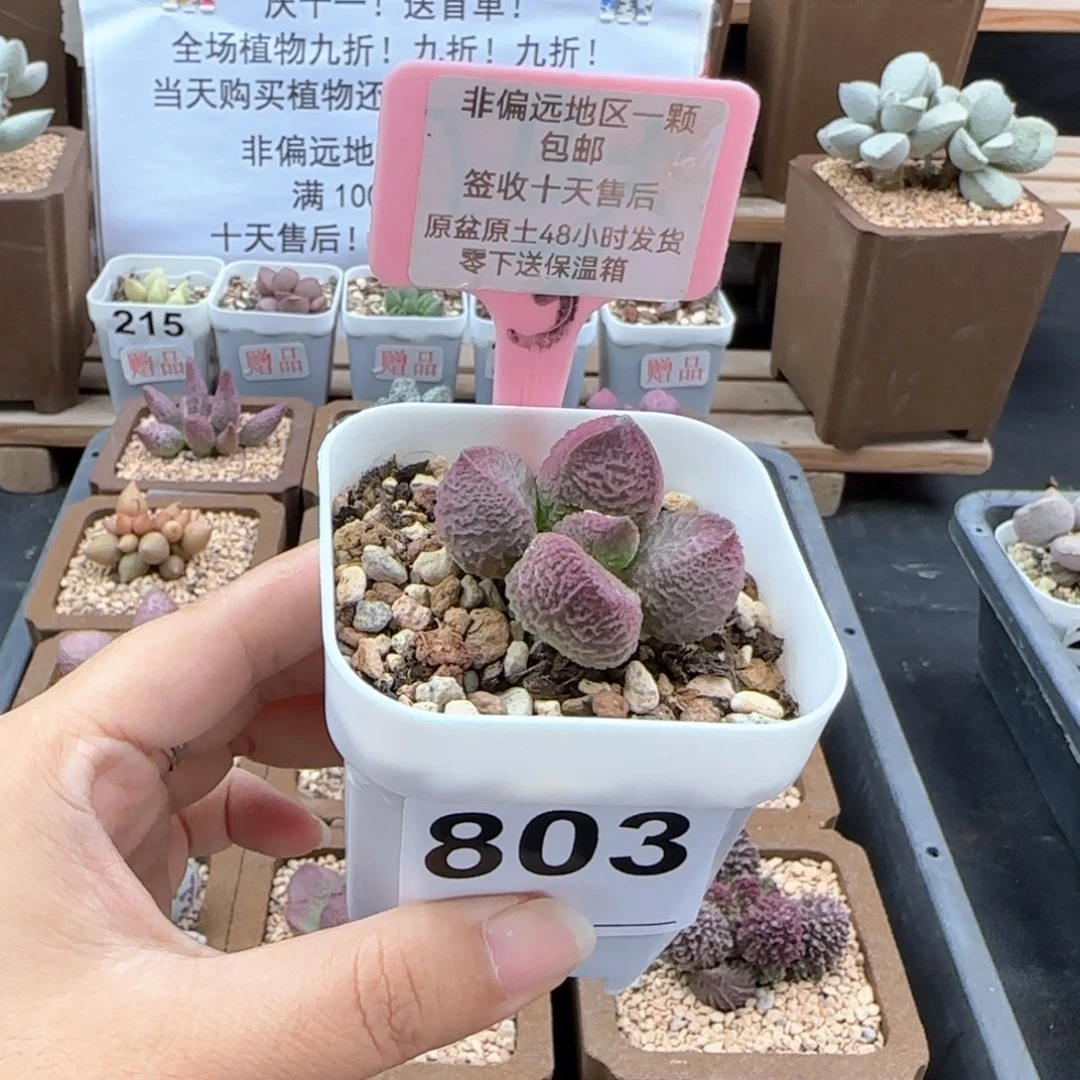 ?*羯803巨猪宝多肉植物
