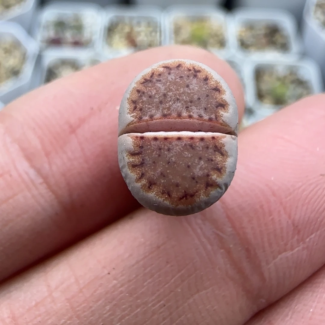 37 稍缺水特清框福利30包邮