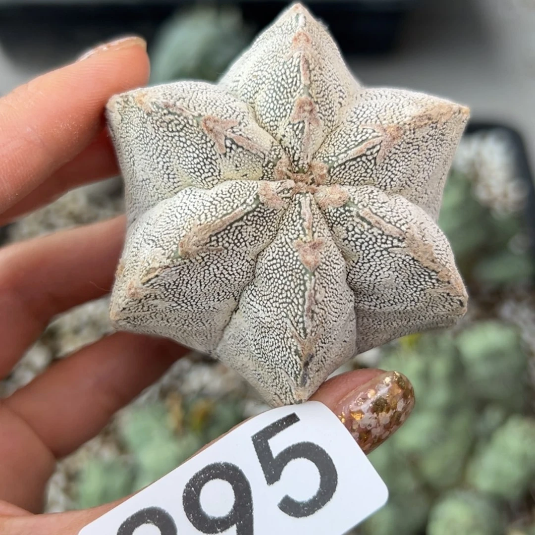 395 苗接落地 无根 仙人球