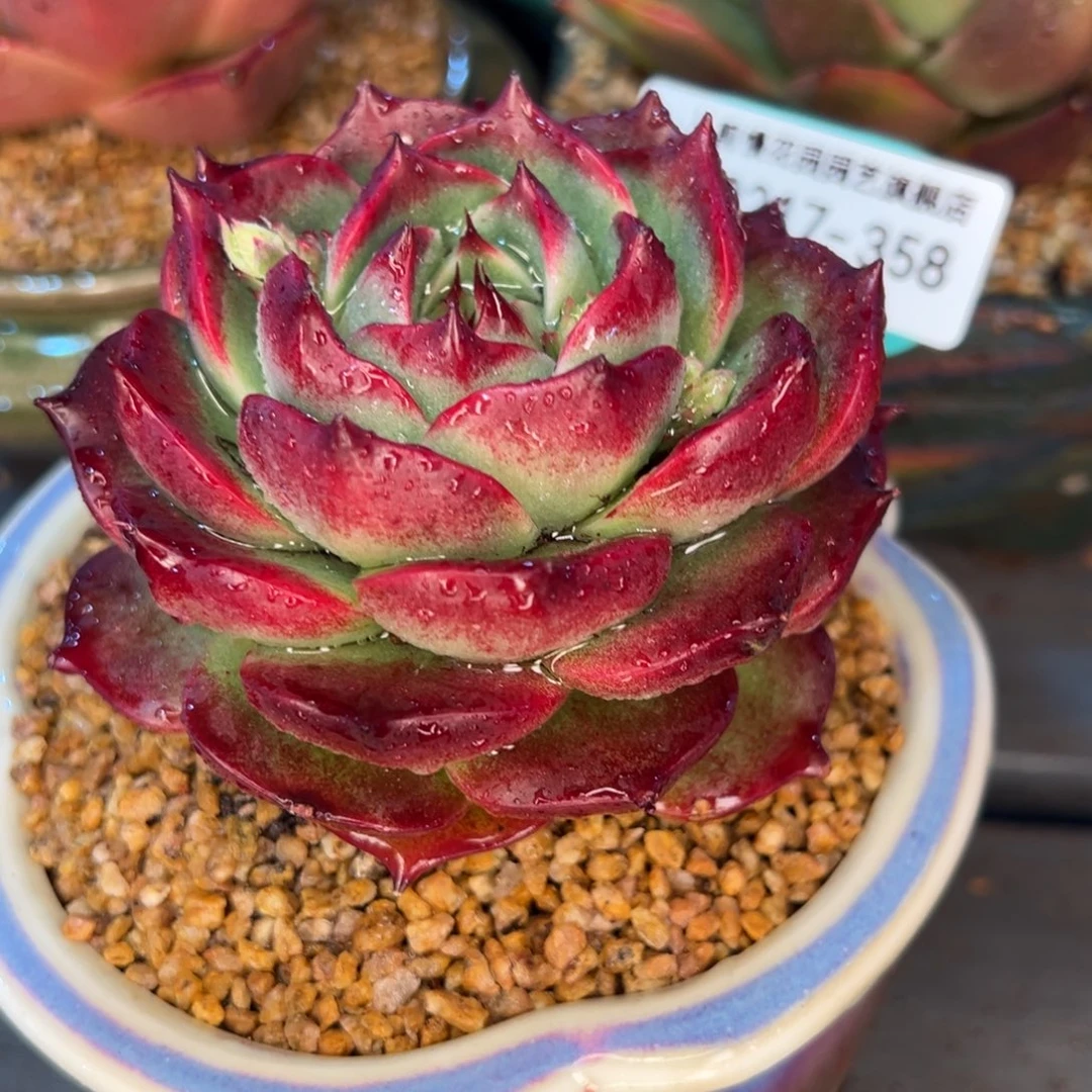 从前慢多肉精选编号0217.358