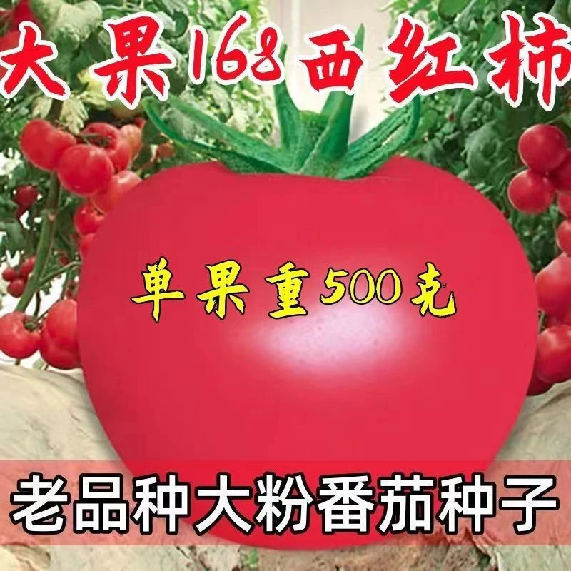 大粉大果粉沙西红柿种子甜耐热老品种番茄种籽南方四季蔬菜种子