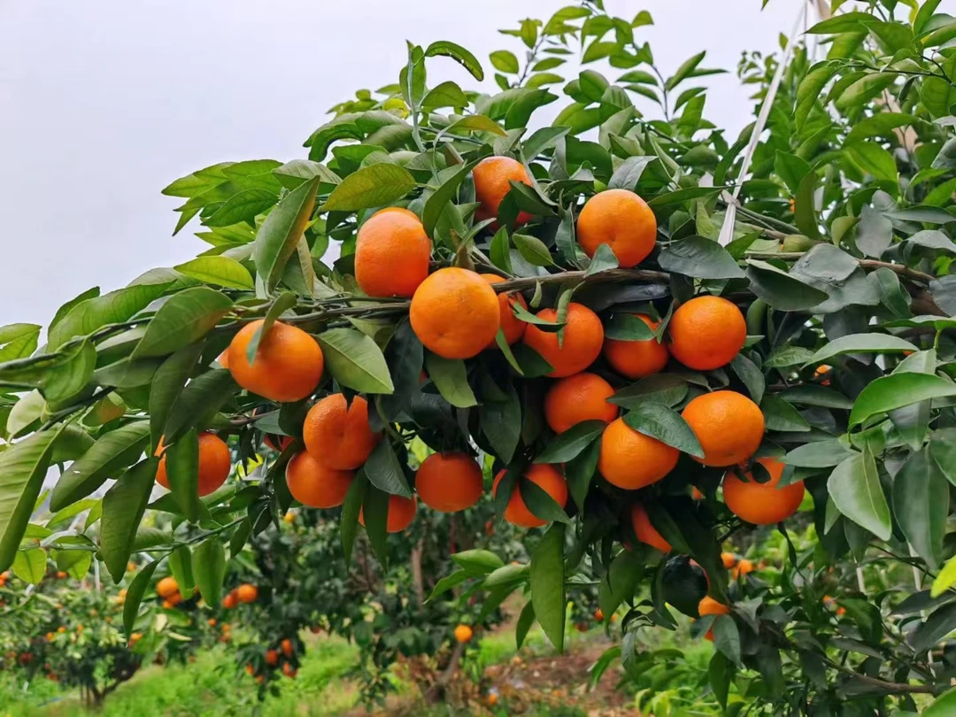 庆元春柑60果迷你款