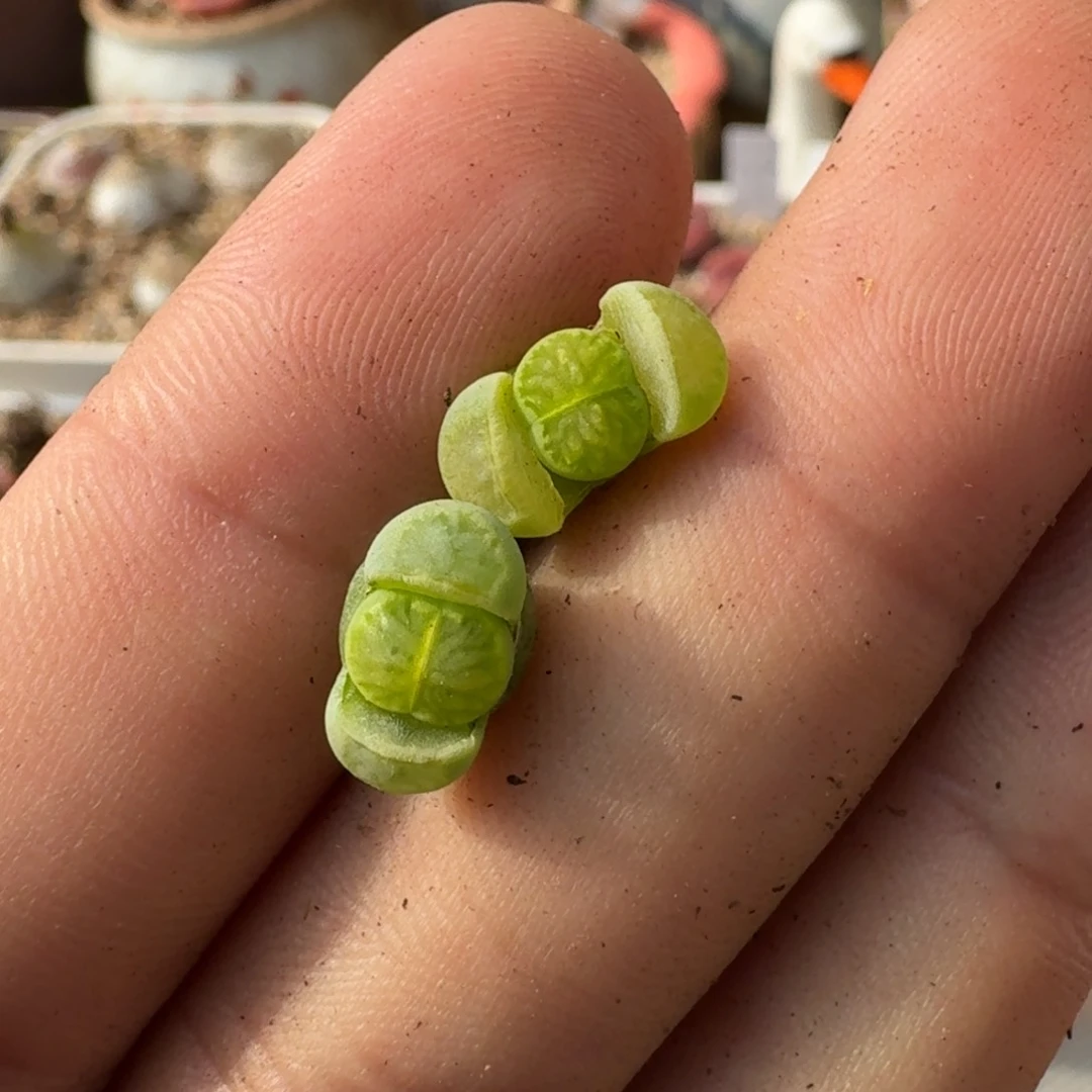 *️***F133绿李版绿菊回交