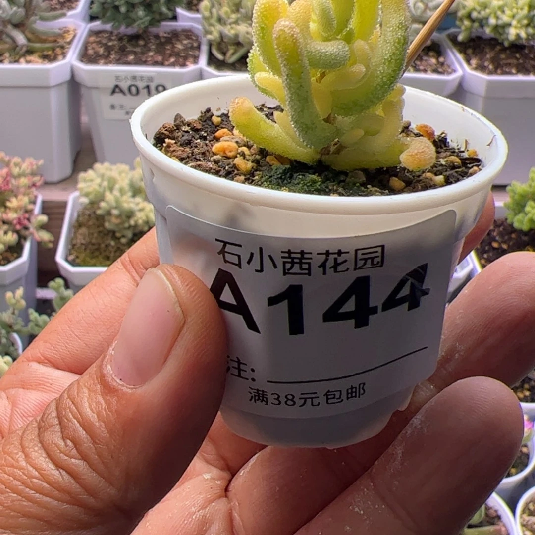 多肉植物枝干橙叶白锦特殊个体