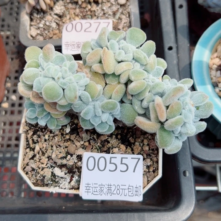 幸运的是我还没遇到