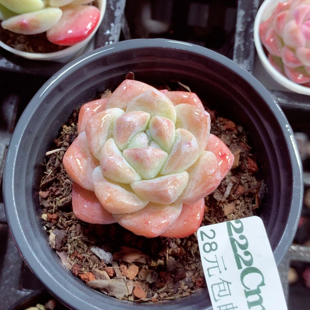 5厘米盆精控多肉222