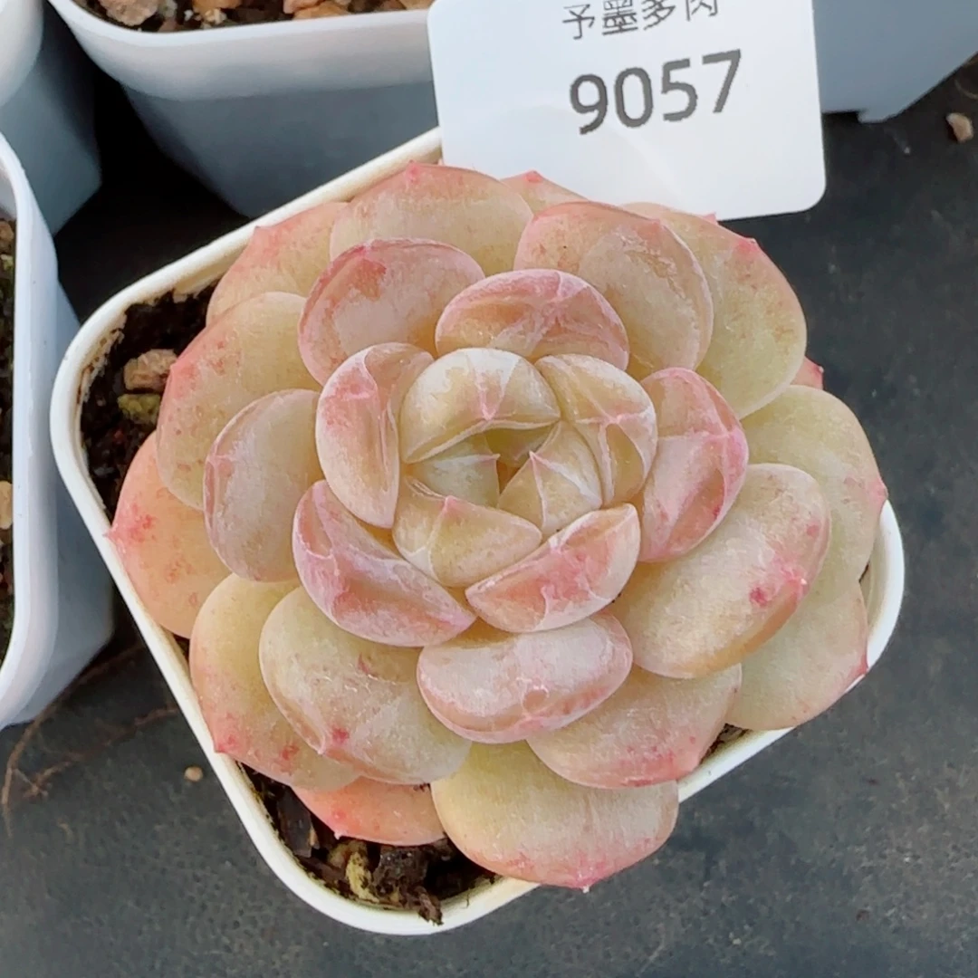 黄体包子珍妮，9057多肉植物