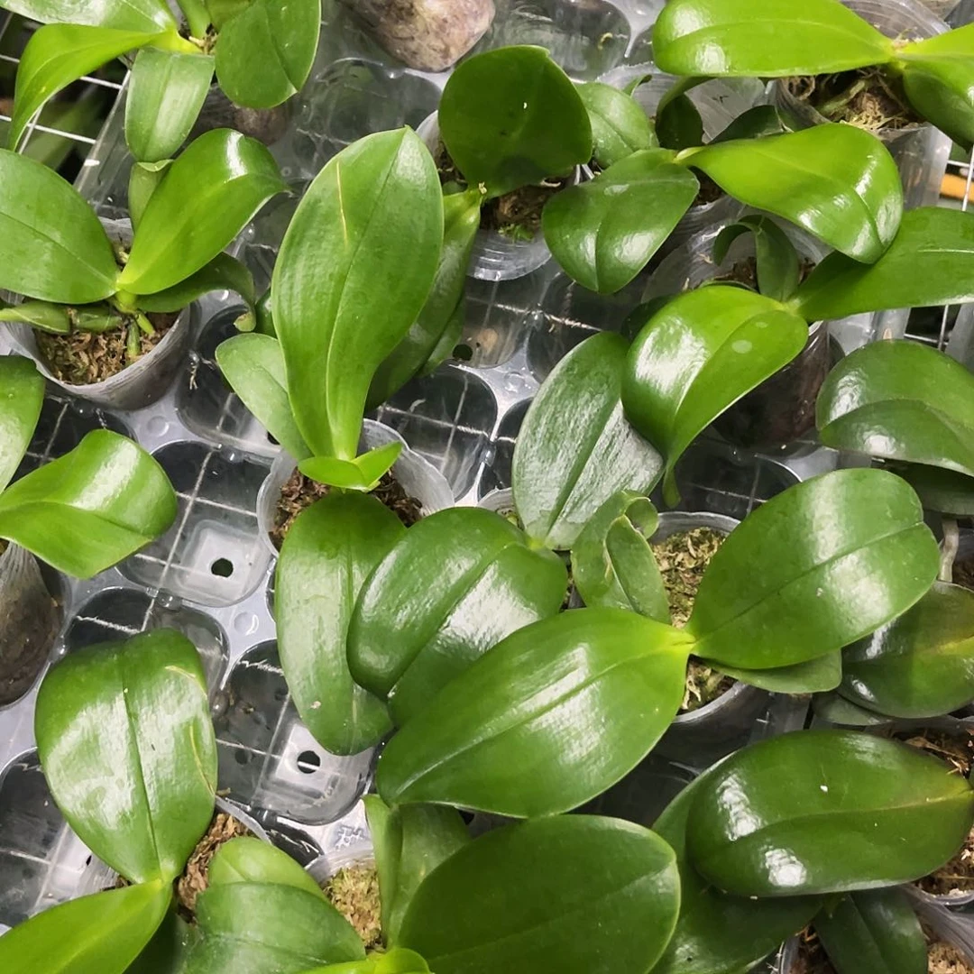 当前无花栽培后可以开花蝴蝶兰eq狗1.7