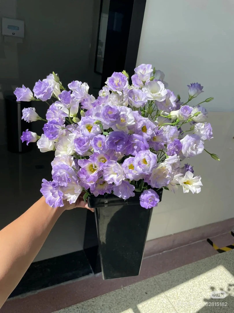 （植艺基地）月慕星600g！三件顺丰空运20%不售后