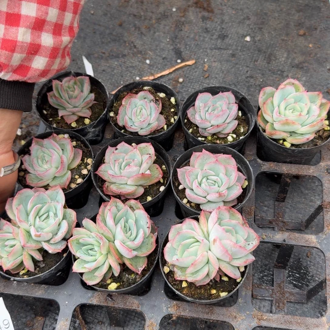 10二号玫瑰褪锦量拍17-149