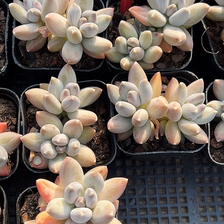 双头。 松果美人