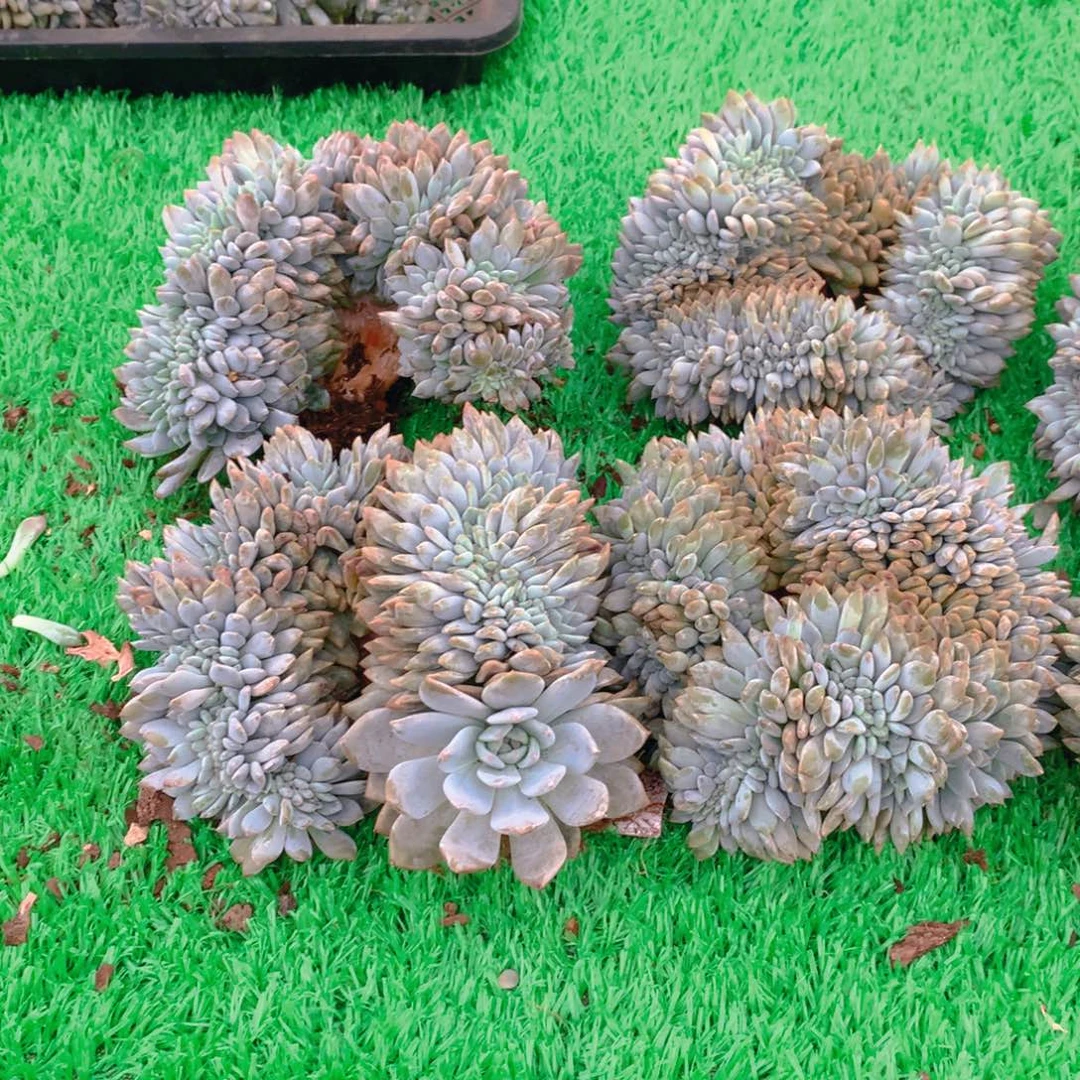 *****605橙子1111111111111122111