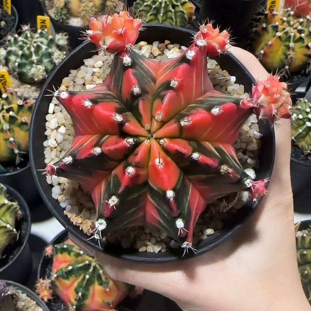 NR042泰国米哈新品