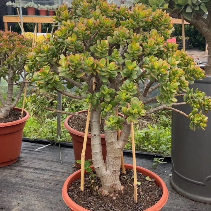 人***兵大颗姬红花月带小土球不退不换