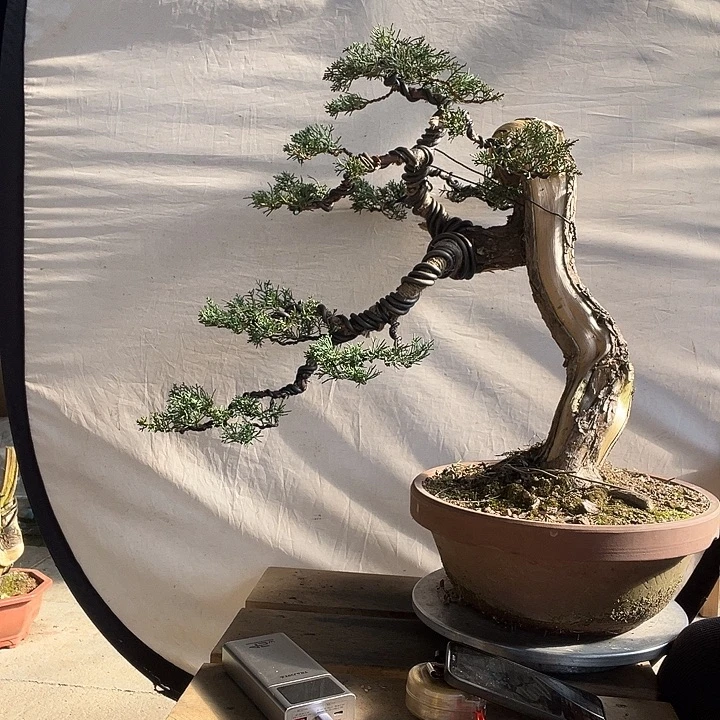 无花朵冀州真柏盆景老桩