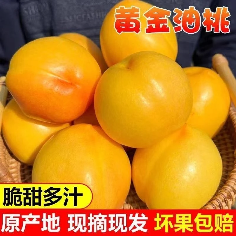 【顺丰包邮】大连黄金蜜桃芒果桃脆桃现摘新鲜水果桃子油桃黄油桃