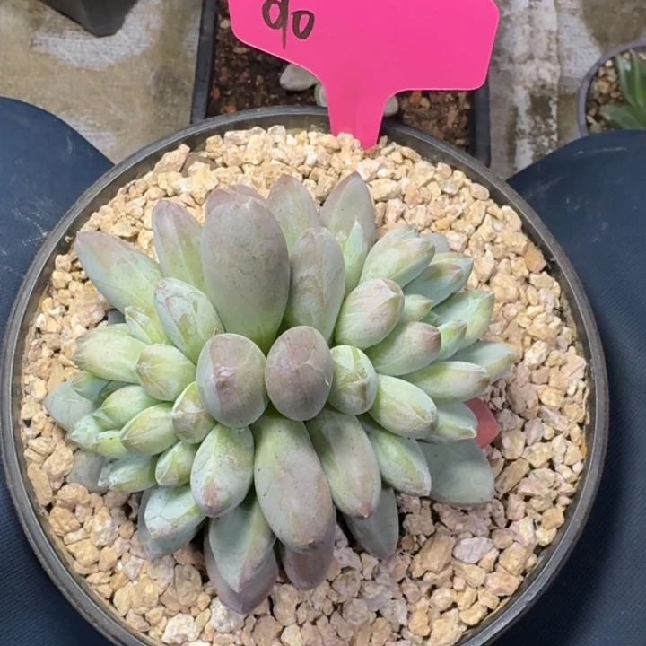 010咖啡豆新号福利价