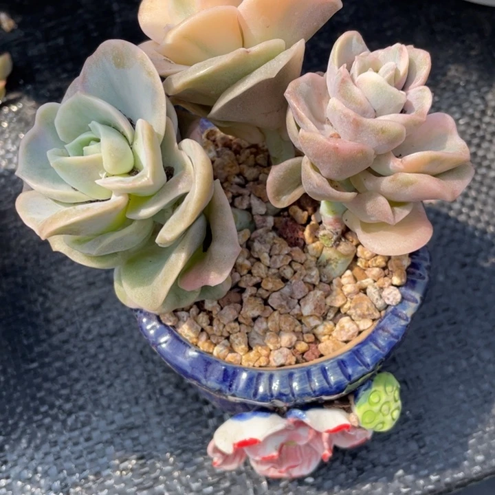 ✨****✨弥一物一一拍