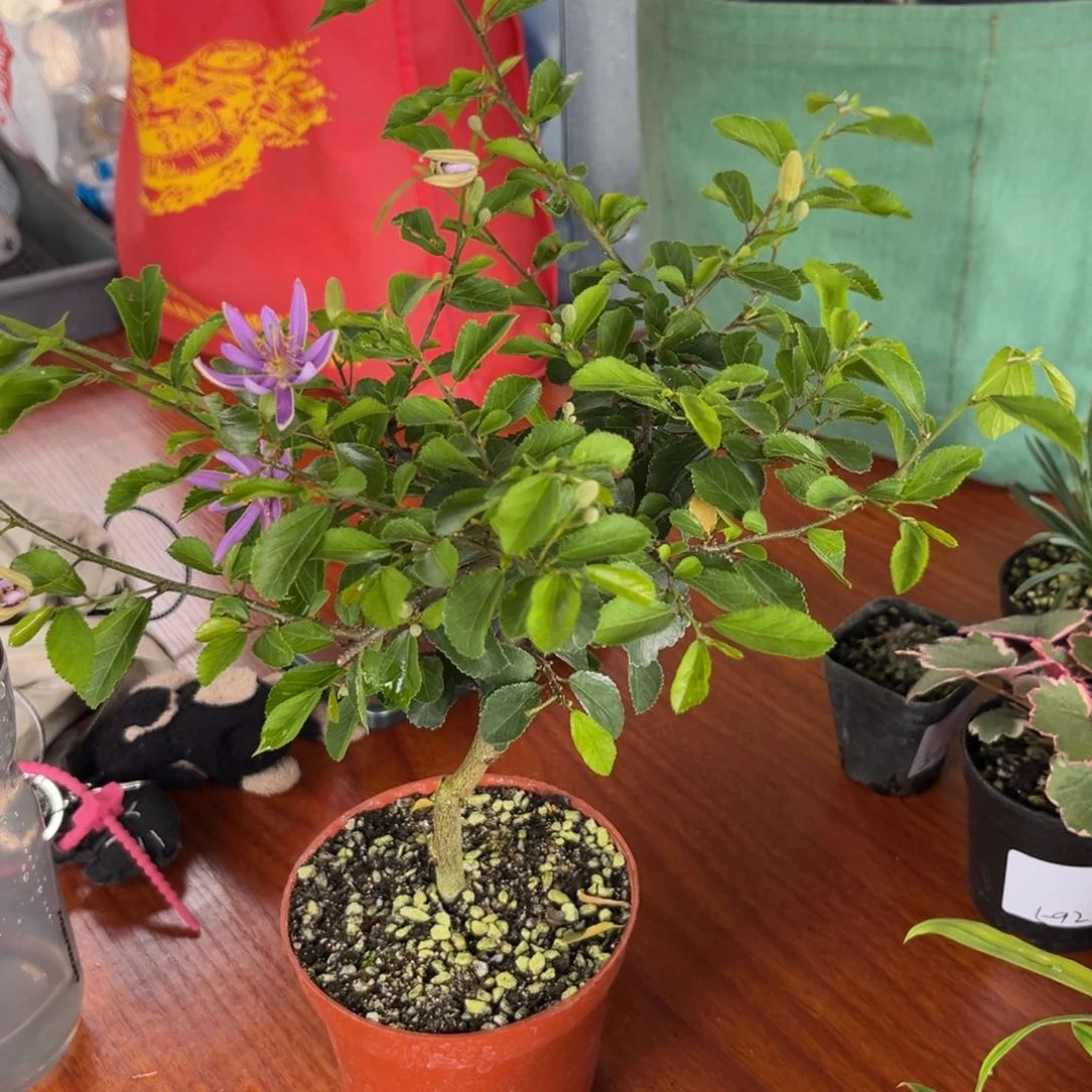 不开花植物九****！水莲木大盆