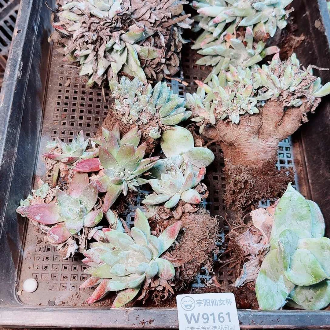 9161瑕疵框拍不售后