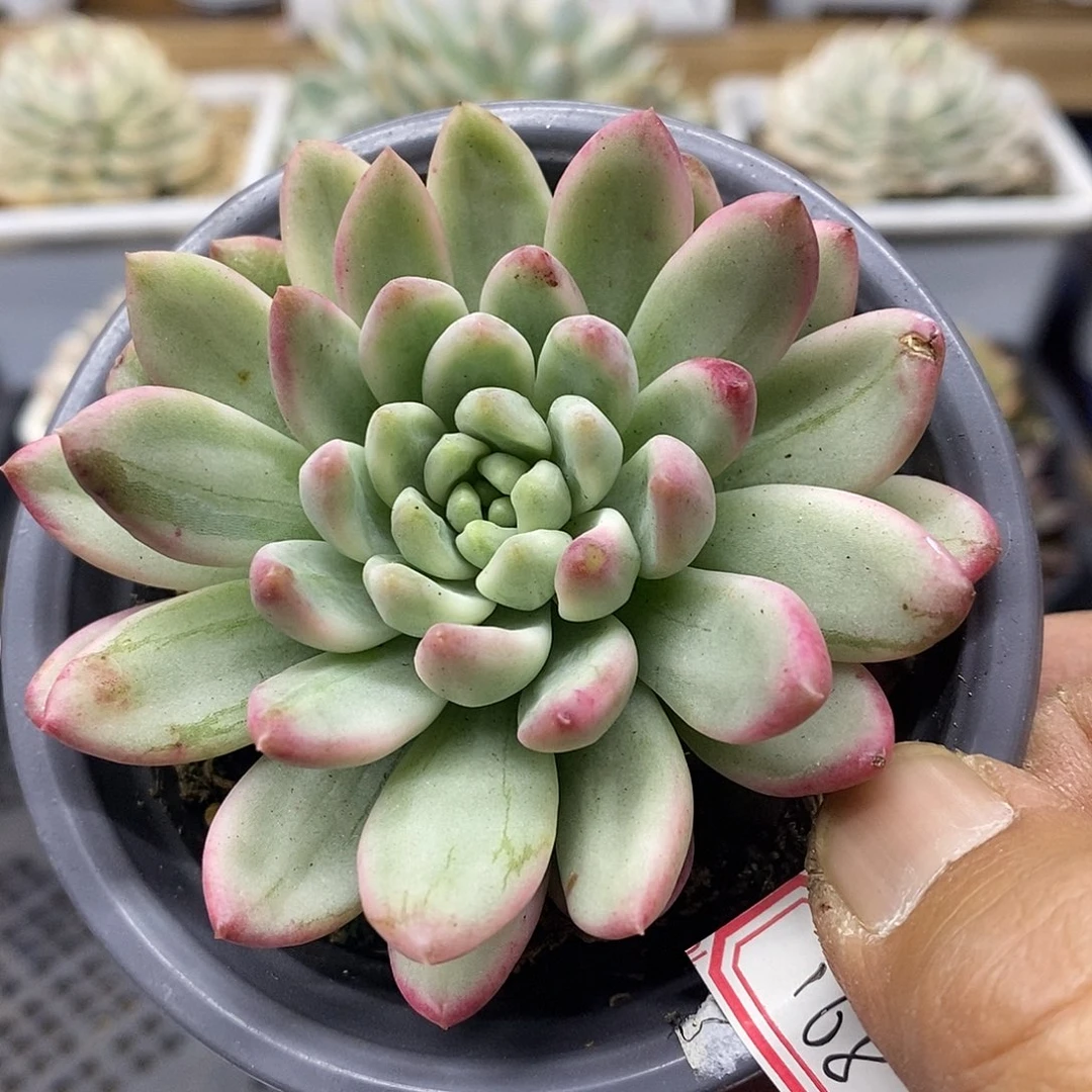 05168 冰心公主绿拉丝锦